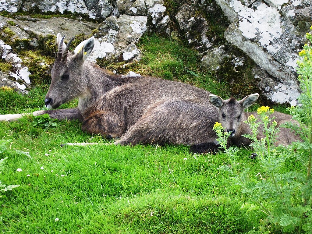 Burmese Goral