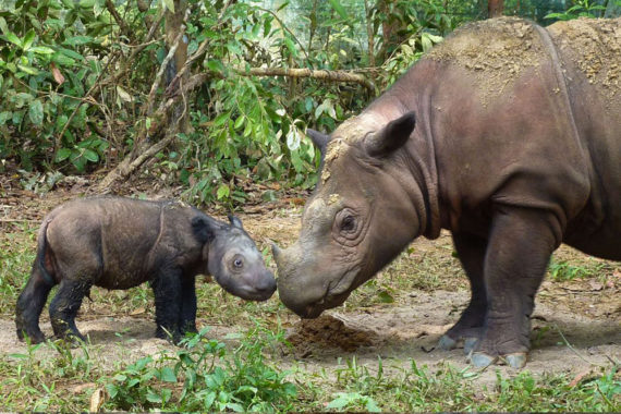 Sumatran Rhinoceros