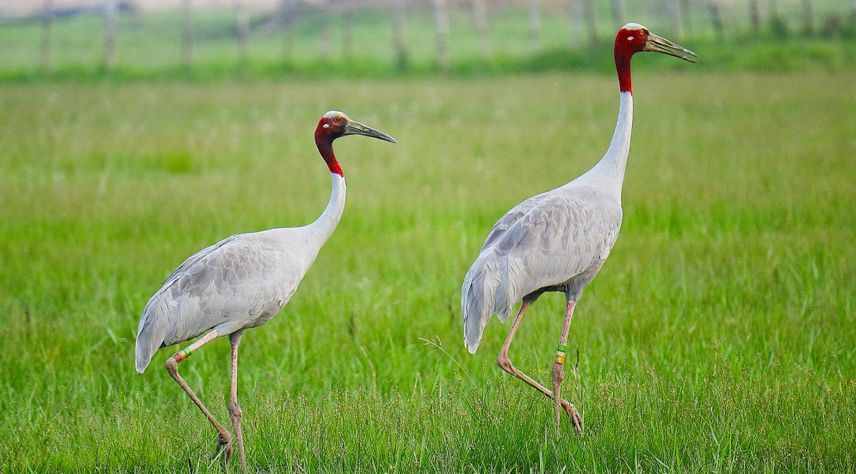Sarus Crane