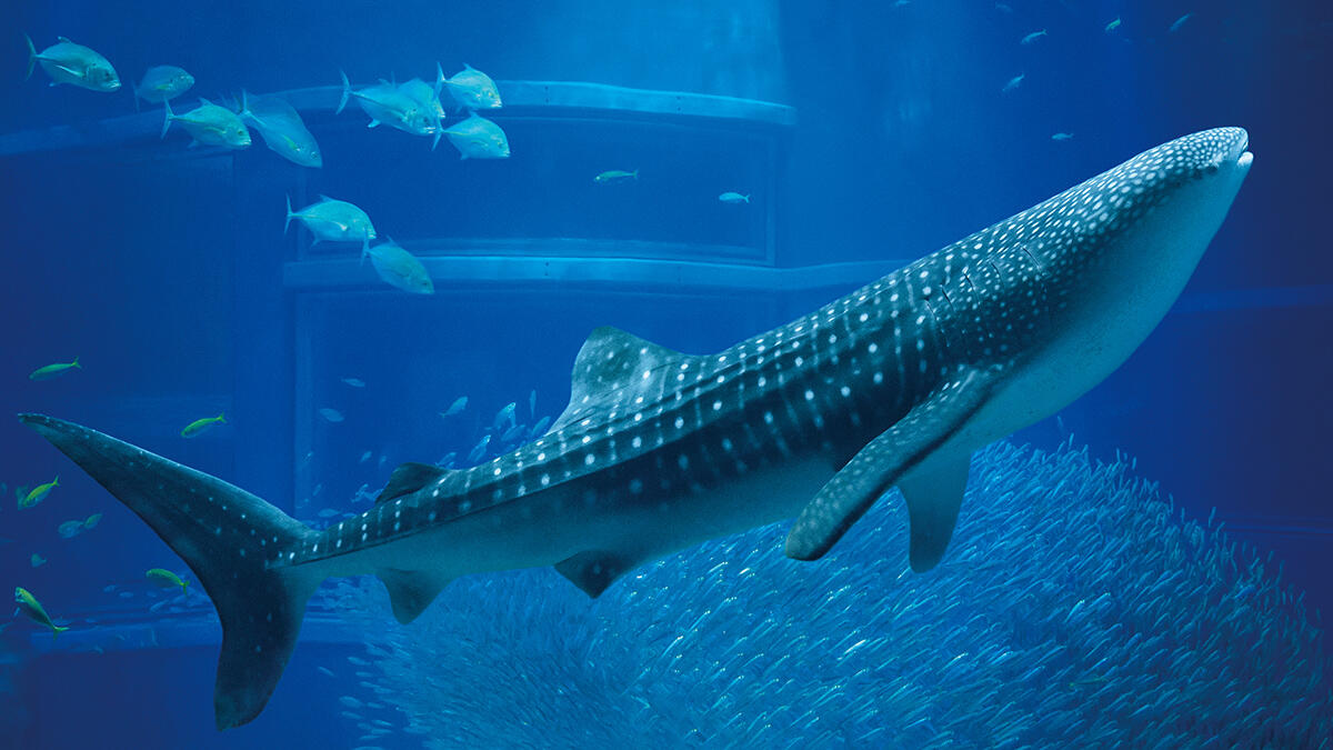 Whale Shark