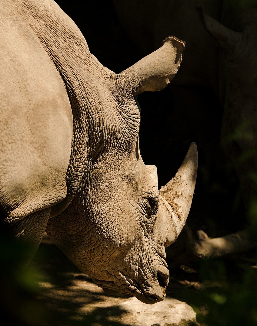 rhinoceros